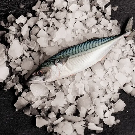 caballa-galmaur-atlantic