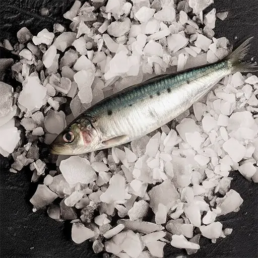 pelágicos-galmaur-atlantic