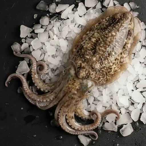 sepia-choco-galmaur-atlantic