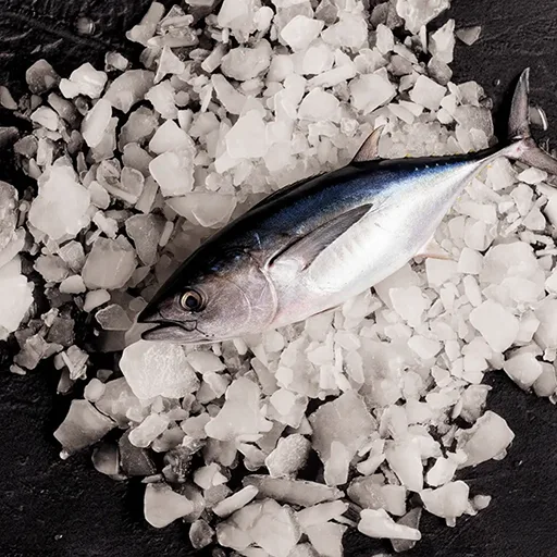 pelágicos-galmaur-atlantic